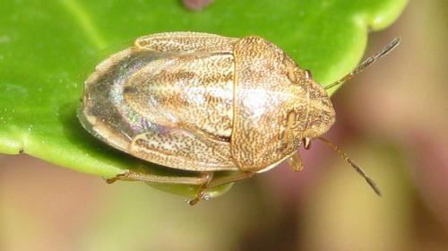 Neottiglossa bifida